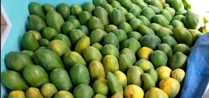 Jangan Dianggap Remeh, Cuan Bisnis Pepaya Tembus Rp 300 Triliun!